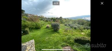Terreno agricolo con uliveto
