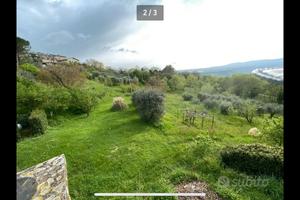 Terreno agricolo con uliveto