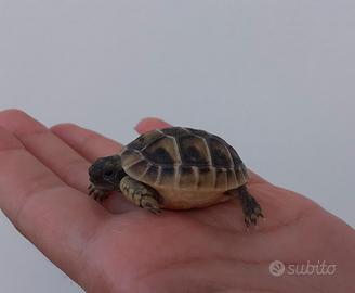 Tartarughe di terra baby