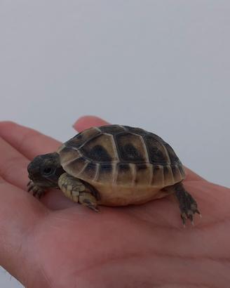 Tartarughe di terra baby
