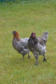 Marans