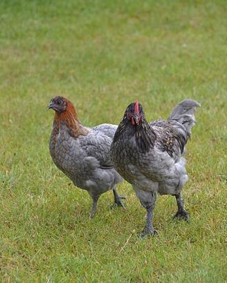 Marans