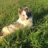 Cucciolo maschio