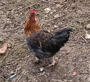 Galli: marans, millefiori, araucana, amrok