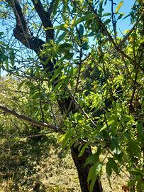 Terreno e uliveti in Sicilia