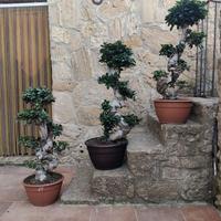 3 BONSAI FICUS GINSENG