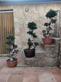 3 BONSAI FICUS GINSENG
