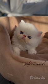 Gatti Persiani e Exotic cuccioli a