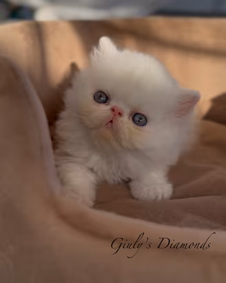 Gatti Persiani e Exotic cuccioli a