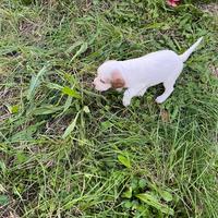 Cuccioli setter inglese