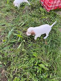 Cuccioli setter inglese