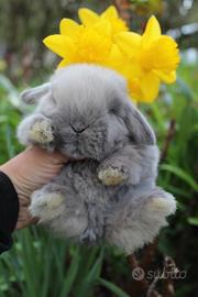 Allevamento Tippete conigli nani