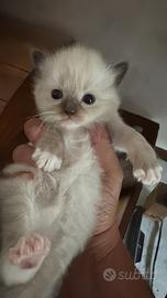 Cuccioli Ragdoll nati il 13 luglio, senza pedigree