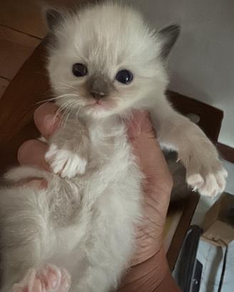 Cuccioli Ragdoll nati il 13 luglio, senza pedigree