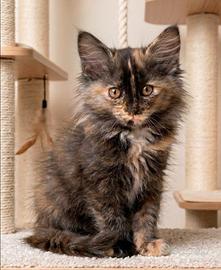 Gattini Mix norvegese (pelo semilungo)