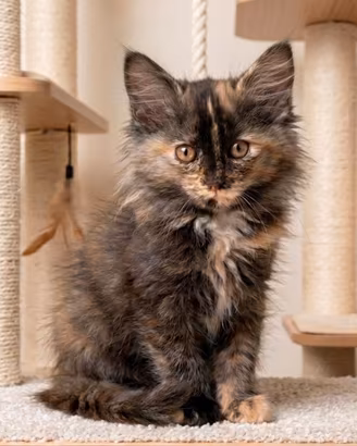 Gattini Mix norvegese (pelo semilungo)