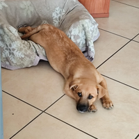 Cane taglia medio/piccola