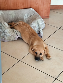 Cane taglia medio/piccola