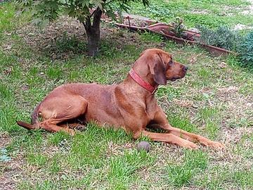 Cane da compagnia