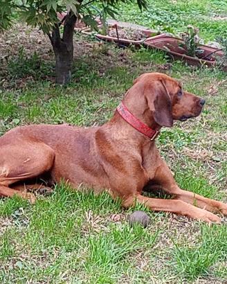 Cane da compagnia