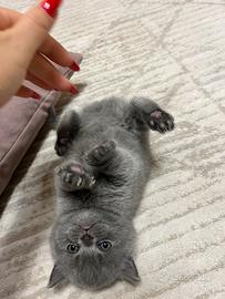 Scottish straight blue