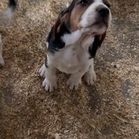 Cuccioli segugio anglo francais de petite venerie