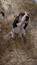 Cuccioli segugio anglo francais de petite venerie