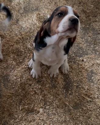 Cuccioli segugio anglo francais de petite venerie