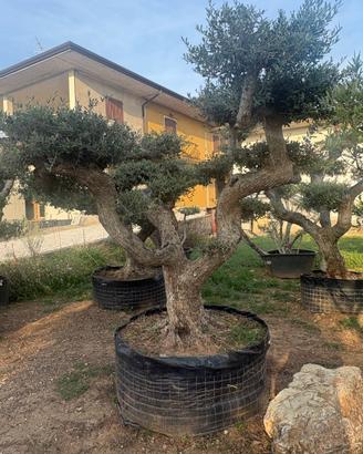 Pianta di olivo a palchi