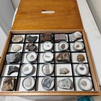 Collezione Uchida da 25 fossili