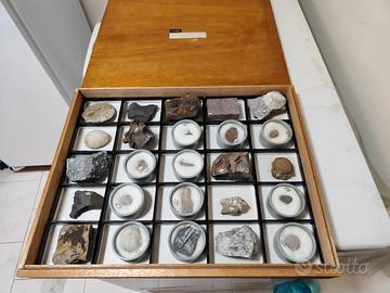 Collezione Uchida da 25 fossili