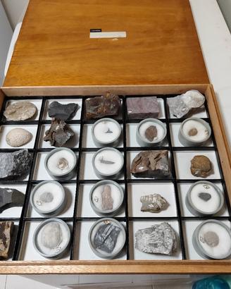 Collezione Uchida da 25 fossili