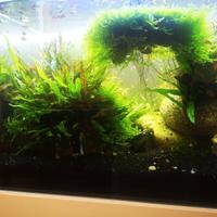 pianta madre per acquario  Microsorum pteropus