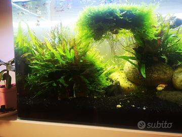 pianta madre per acquario  Microsorum pteropus