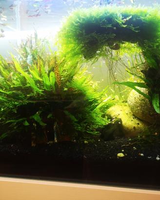 pianta madre per acquario  Microsorum pteropus