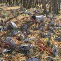 Setter inglese da caccia