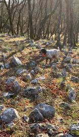 Setter inglese da caccia