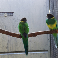 Parrocchetti Port lincon