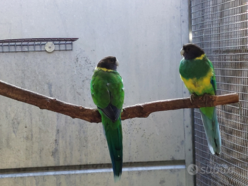 Parrocchetti Port lincon