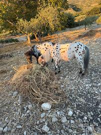 Coppia di pony falabella appaloosa