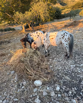 Coppia di pony falabella appaloosa