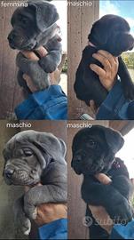 Cuccioli Cane Corso