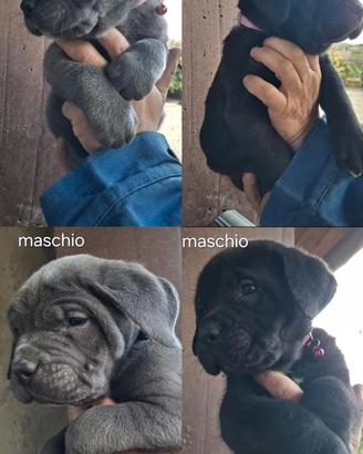 Cuccioli Cane Corso