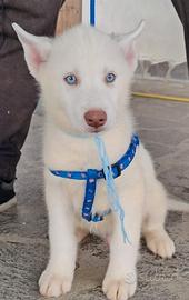 Siberian husky cuccioli con pedigree