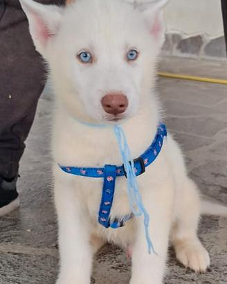 Siberian husky cuccioli con pedigree