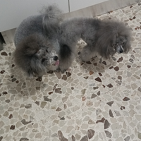 Mini Toy Silver per monta