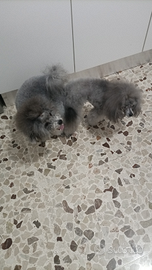 Mini Toy Silver per monta