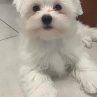 Vendita maltese 4 mesi