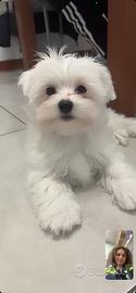 Vendita maltese 4 mesi