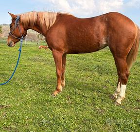 Cavalla Quarter horse 3 anni